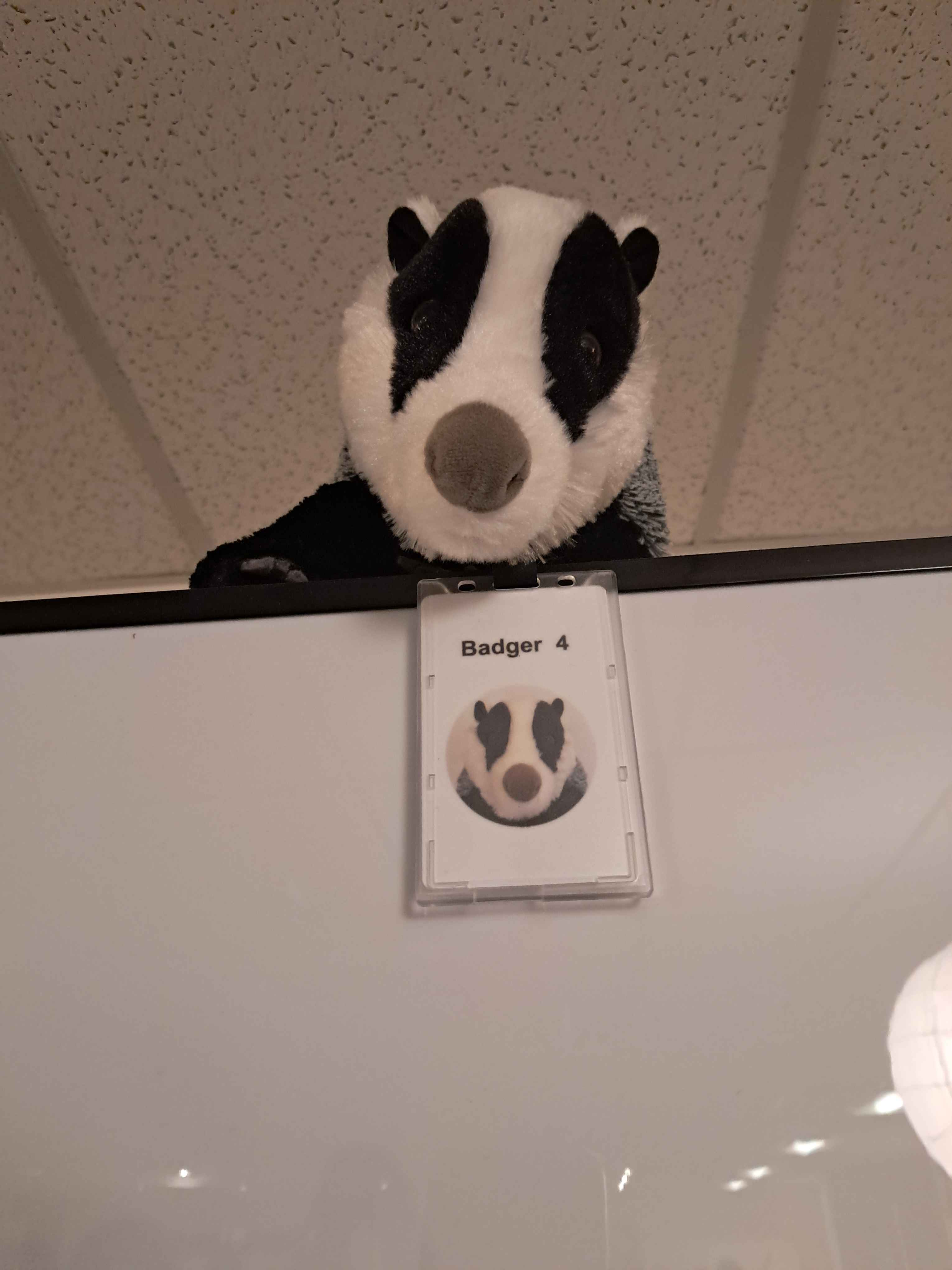 badger